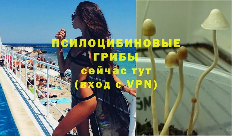 kraken рабочий сайт  Североуральск  Псилоцибиновые грибы Psilocybine cubensis 