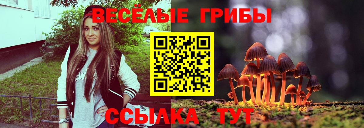 Галлюциногенные грибы Psilocybe Североуральск